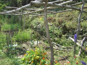 The farm applies organic farming, permaculture, and natural farming principles by growing several kinds of plants in the same area. This creates resistance to pests by increasing biodiversity.